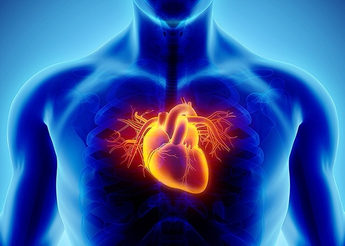 Featured_healthline_-_heart_and_arteries_48489